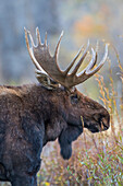USA, Wyoming, Grand Teton National Park, bull moose poses for a portrait amongst willows in the fall.
