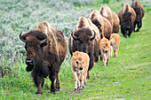 Yellowstone Nationalpark. Eine Gruppe von Bisonkühen mit ihren Kälbern bewegt sich in einer langen Reihe.