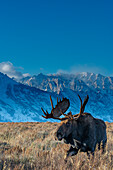Elchbulle Porträt mit Grand Teton National Park im Hintergrund, Wyoming
