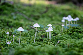 Helmling fungus (Mycena) in moss, Bavaria, Germany, Europe