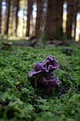 Violet or Amethyst Laccaria amethystina Heather truffle relative in moss in forest, Bavaria, Germany, Europe