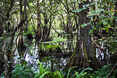 Nationalpark Everglades in Florida, USA