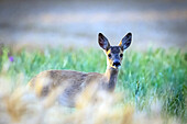 fawn in nature