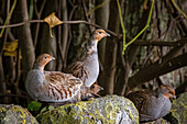 Young partridges in autumnal surroundings in their habitat kink, partridge, gallinaceous bird