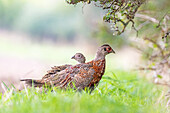 Young pheasant cock and pheasant hen at the edge of the field, pheasant, field, animal