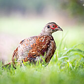 Young pheasant rooster at the edge of the field, pheasant, field, animal