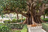 Giant rubber tree in Jardines de Alameda Apodaca park, Cadiz, Andalusia, Spain