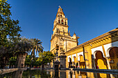 Orange Courtyard and Bell Tower of the Mezquita - Catedral de Córdoba in Cordoba, Andalusia, Spain