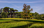 Wildflowers in Parco Termale, Montecatini Terme, Tuscany, Italy