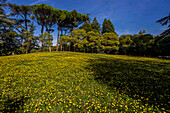 Wiese mit Wildblumen im Parco Termale, Montecatini Terme, Toskana, Italien