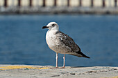 A seagull at the port in Trieste, Friuli Venezia Giulia, Italy.
