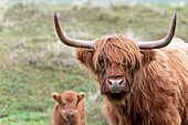 Galloway cattle, Danish North Sea island of Rømø, Tønder, Syddanmark, Denmark