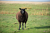 Sheep on the island of Mandø, Denmark&39;s only tidal island, lies in the Wadden Sea, National Park Vadehavet, Mandø, Syddanmark, Denmark
