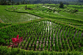 Rice fields at Jatiluwih, Bali, Indonesia, Asia