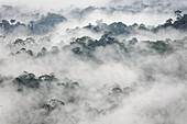 Zäher Nebel über dem Danum Valley, Sabah, Borneo, Malaysia.