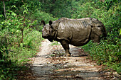 Indian rhino in Chitwan National Park, Nepal.