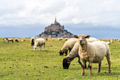 Sheep in front of the Mont Saint-Michel monastery hill, Le Mont-Saint-Michel, Normandy, France