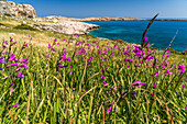 Spring flowers Italian Gladiolus in the landscape of Cape Greco Peninsula, Agia Napa, Cyprus, Europe