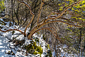 Verschneiter Wald im Troodos-Gebirge, Zypern, Europa