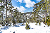Snowy landscape in the Troodos Mountains in Trodoos, Cyprus, Europe