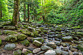 In the valley of the Grobbach on the Geroldsau waterfall circuit, Geroldsau, Baden-Baden, Baden-Württemberg, Germany