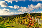 The hills and vineyards around Gattinara on an autumn afternoon. Gattinara, Vercelli district, Piedmont, Italy