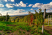 Die Hügel und Weinberge rund um Gattinara an einem Herbstnachmittag. Gattinara, Bezirk Vercelli, Piemont, Italien