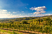 Die Hügel und Weinberge rund um Gattinara an einem Herbstnachmittag. Gattinara, Bezirk Vercelli, Piemont, Italien
