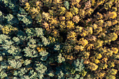 Verfärbte Baumwipfel, Wald im Herbst, Drosedow, Wustrow, Mecklenburg-Vorpommern, Deutschland