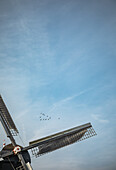 Mühlenflügel und Vogelzug im Himmel, Niederlande