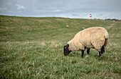 Schwarzes Schaf mit Leuchttrum im Hintergrund, Schleswig-Holstein, Deutschland