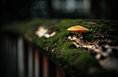 mushroom in the moss