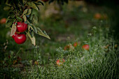 Rote Äpfel an einem Apfelbaum im Alten Land
