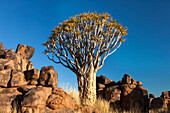 Afrika, Namibia, Keetmanshoop, Köcherbaumwald (Aloe Dichotoma), Kokerboom. Köcherbäume zwischen Felsen und Gras.