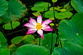 Lotus Blossom Flower, Ving Trang Pagoda, Vietnam, Asia