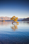 Neuseeland, Südinsel, Otago, Wanaka, Lake Wanaka, einsamer Baum, Dämmerung