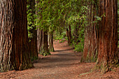 Wanderweg durch die Redwoods (Whakarewarewa Forest), Rotorua, Nordinsel, Neuseeland