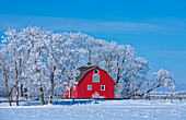 Canada, Manitoba, Deacon's Corner. Red barn surrounded by trees covered with hoarfrost