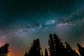 Kanada, Manitoba, Milchstraße und sternenklare Nacht mit Weißfichte im Vordergrund