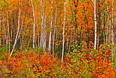 Canada, New Brunswick, Gagetown. Acadian forest in autumn foliage