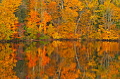 Canada, New Brunswick, Mactaquac. Autumn forest reflected in Saint John River