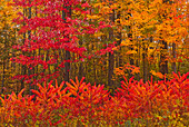 Canada, New Brunswick, Woodstock. Forest in autumn foliage