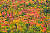 Canada, Nova Scotia, Cape Breton Island. Forest in autumn foliage