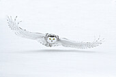 Kanada, Ontario, Barrie. Weibliche Schneeeule im Flug über Schnee.