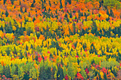 Kanada, Quebec, Saint Pacome. Herbstliche Waldfarben in Notre Dame Mountains