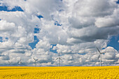 Denmark, Jutland, Odum, rapeseed field and windmills, springtime