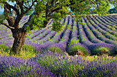 Einsamer Baum im lila Lavendelfeld entlang der Hochebene von Valensole, Provence, Frankreich