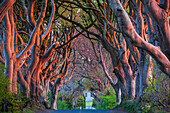 Großbritannien, Nordirland, County Antrim, Ballymoney, The Dark Hedges, von Bäumen gesäumten Straße im Morgengrauen