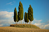 Baumkreis umgibt ein Gedenkkreuz auf einem Hügel außerhalb von San Quirico d'Orcia, Toskana, Italien