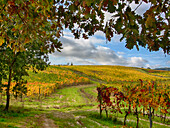 Italy, Montepulciano, Autumn Vineyards near Montepulciano